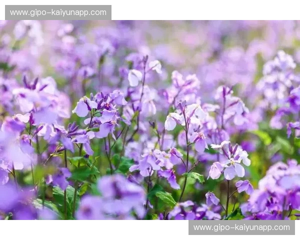 翡冷翠的紫色浪漫与贝尔加莫的狂飙突进：一场意甲最纯粹的灵魂博弈